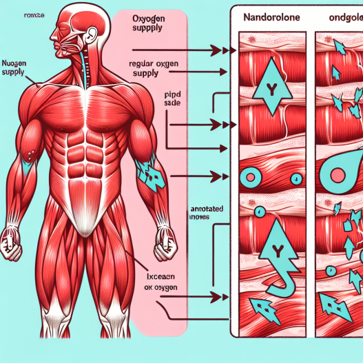 Gli effetti della nandrolone sull'apporto di ossigeno nei muscoli