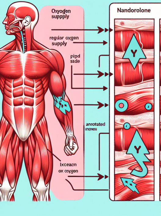 Gli effetti della nandrolone sull'apporto di ossigeno nei muscoli